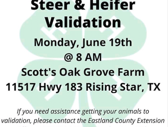 4-H Steer & Heifer Validation Mon., June 19 