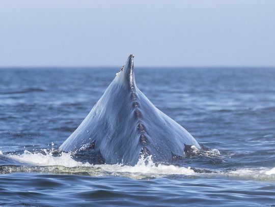 Zac Bowling - Unsplash