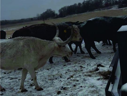 Eastland City Commission Meeting Polar Plunge a big success for pool, food pantry