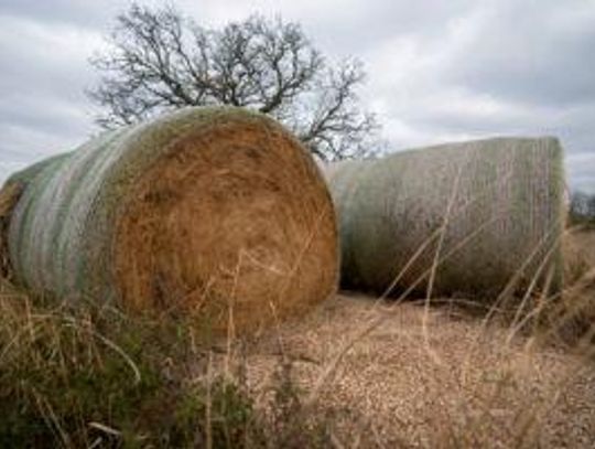 Hay supply near 50-year low, prices near record highs