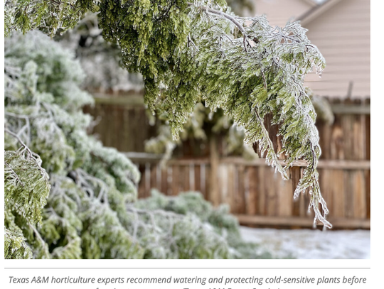 Protect livestock, plants, pipes and pets from winter weather Texas A&M AgriLife