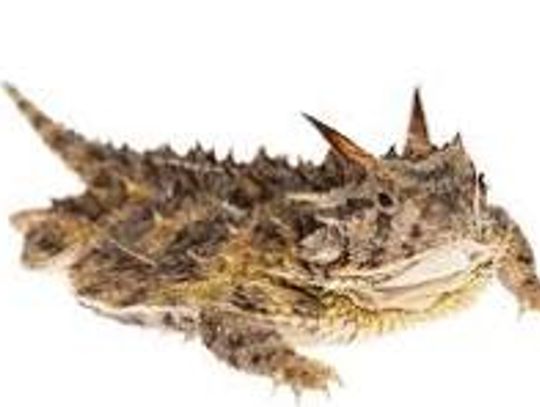 Public Invited to Annual Old Rip Oath Ceremony at Eastland County Courthouse Feb. 23