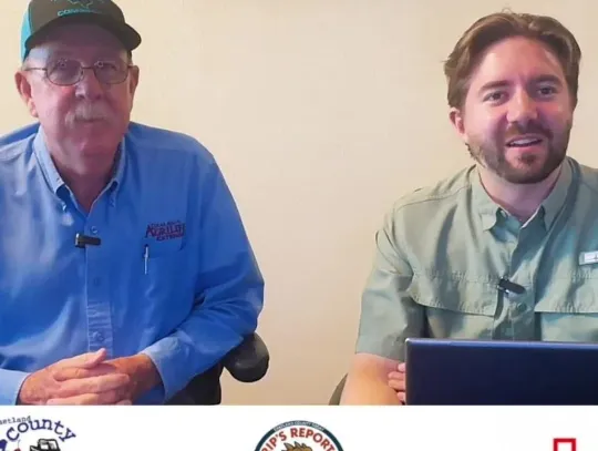 Rips Report: Screw worm & Pasture mealy bug - County Extension Agent TJ Cummings