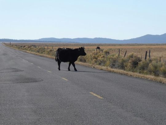 Texas Agriculture Law Blog by Tiffany Lashmet