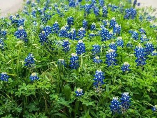 Texas Bluebonnet (Lupinus texensis)