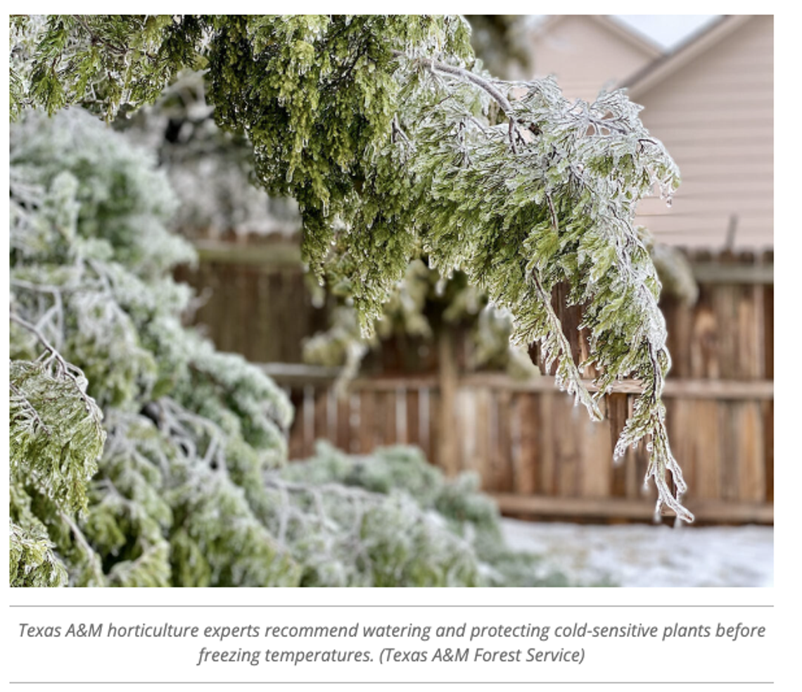 Protect livestock, plants, pipes and pets from winter weather Texas A&M AgriLife