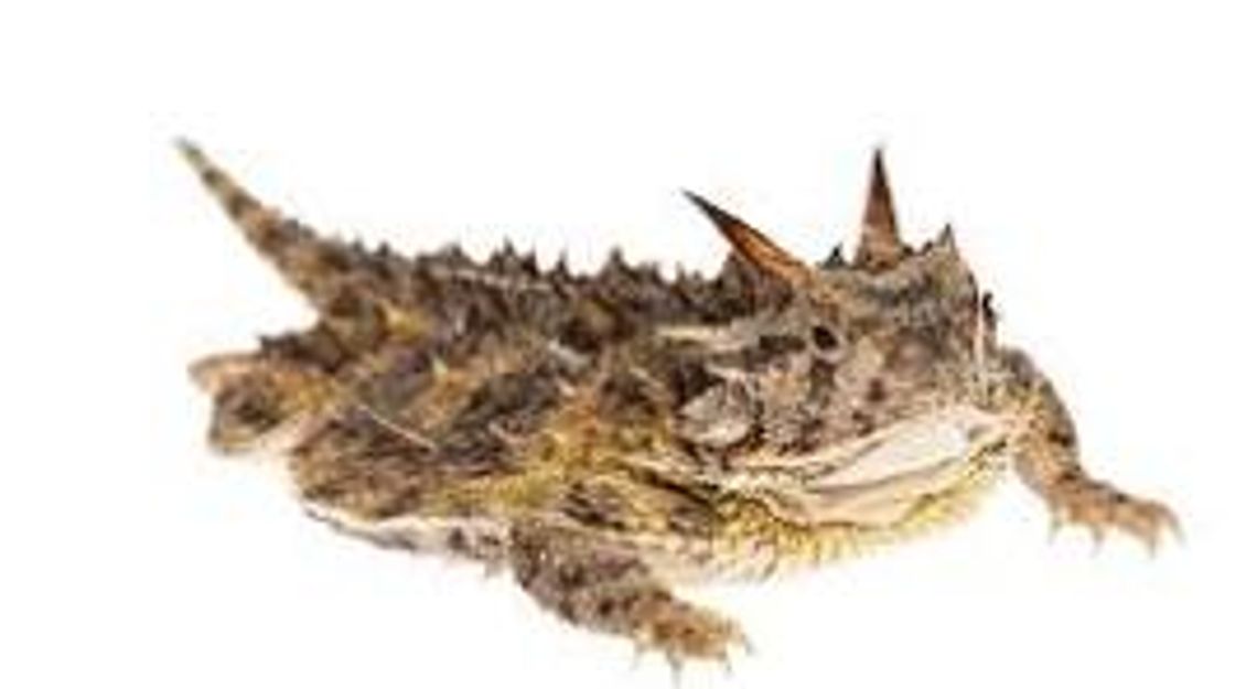 Public Invited to Annual Old Rip Oath Ceremony at Eastland County Courthouse Feb. 23 Public Invited to Annual Old Rip Oath Ceremony at Eastland County Courthouse Feb. 23