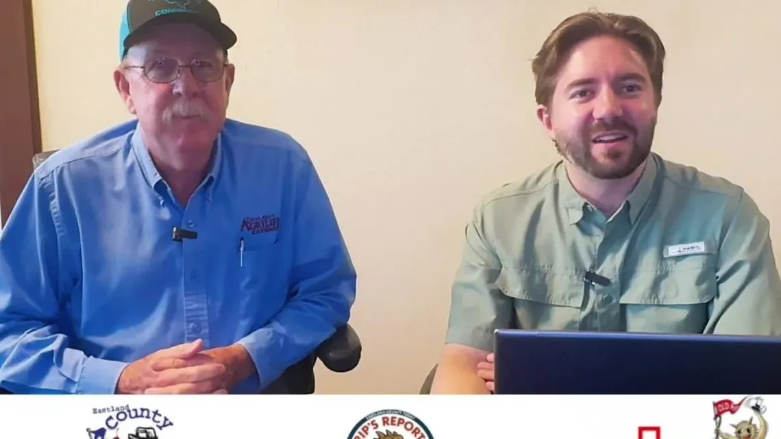 Rips Report: Screw worm & Pasture mealy bug - County Extension Agent TJ Cummings