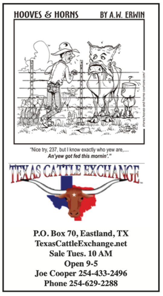 Texas Cattle