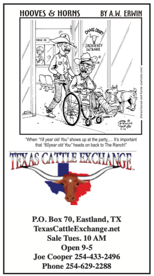 Texas Cattle