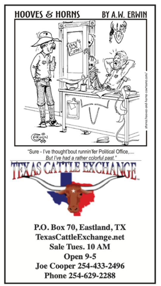 Texas Cattle