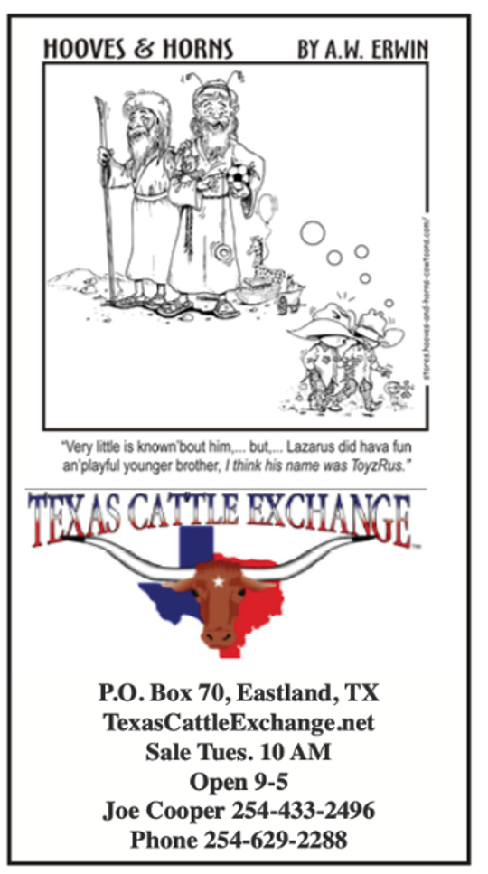Texas Cattle