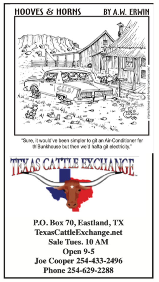 Texas Cattle