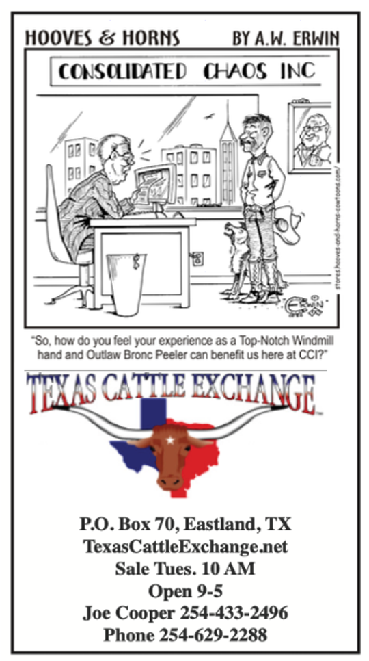 Texas Cattle