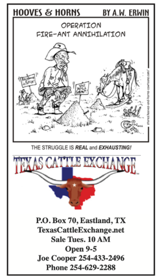 Texas Cattle