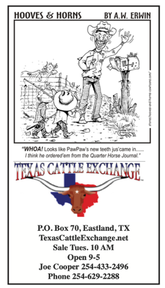 Texas Cattle