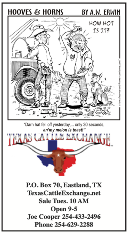 Texas Cattle