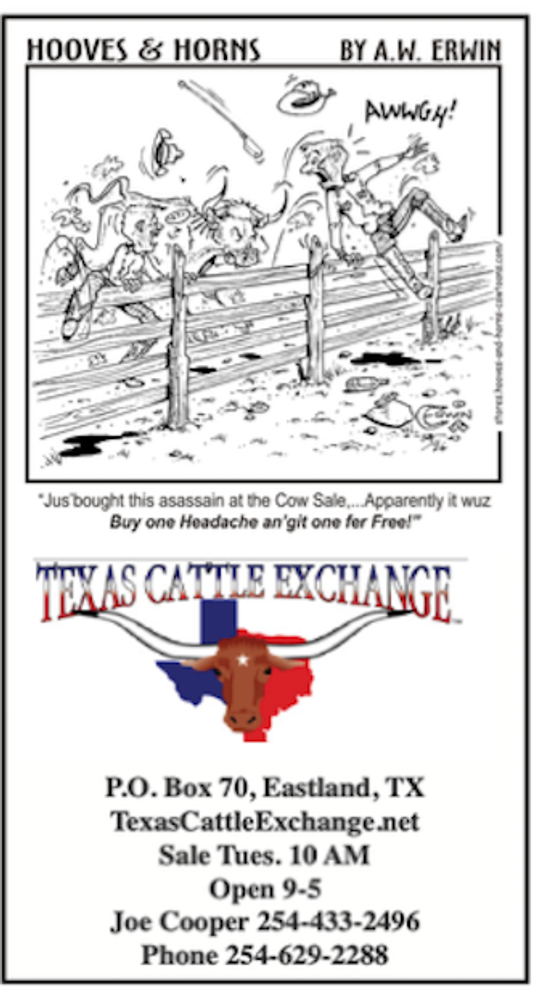 Texas Cattle