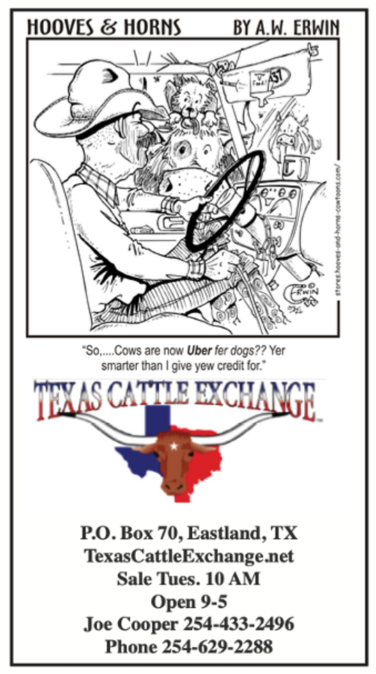 Texas Cattle