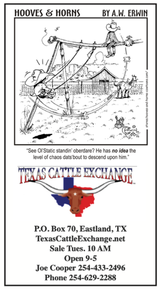 Texas Cattle