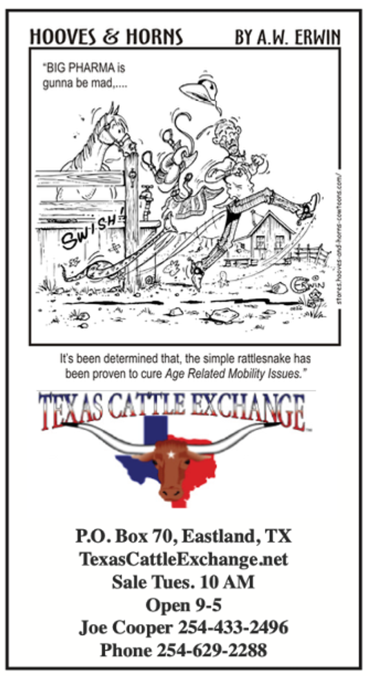 Texas Cattle