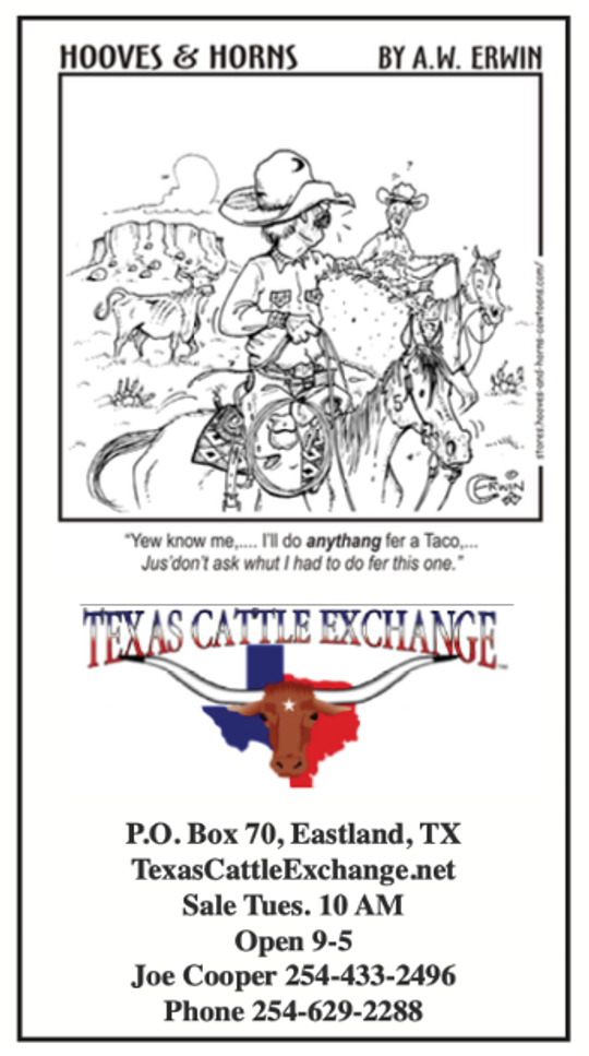 Texas Cattle