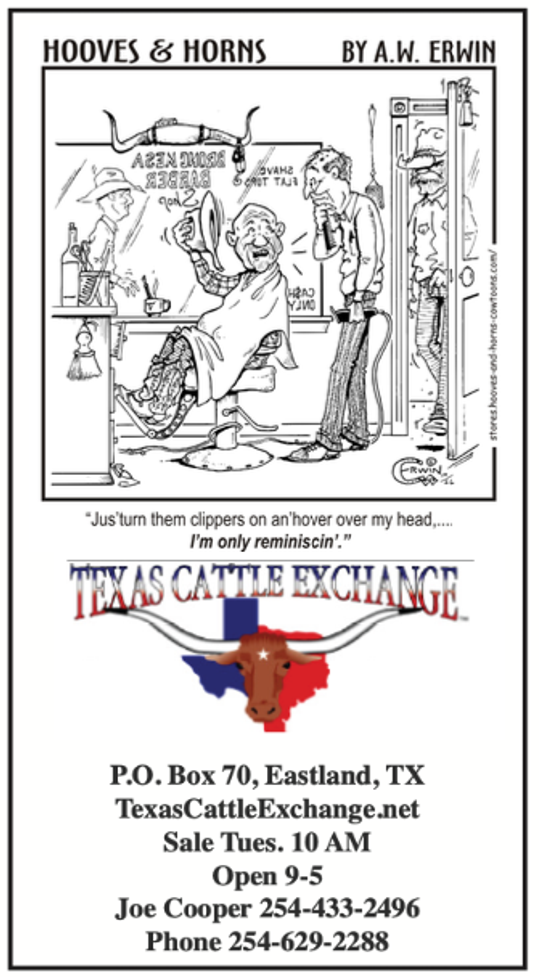 Texas Cattle