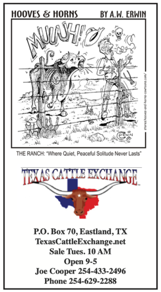 Texas Cattle